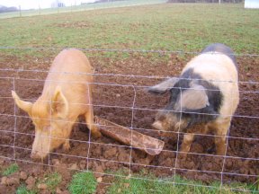 Animal Arks Bert with a Tamworth sow